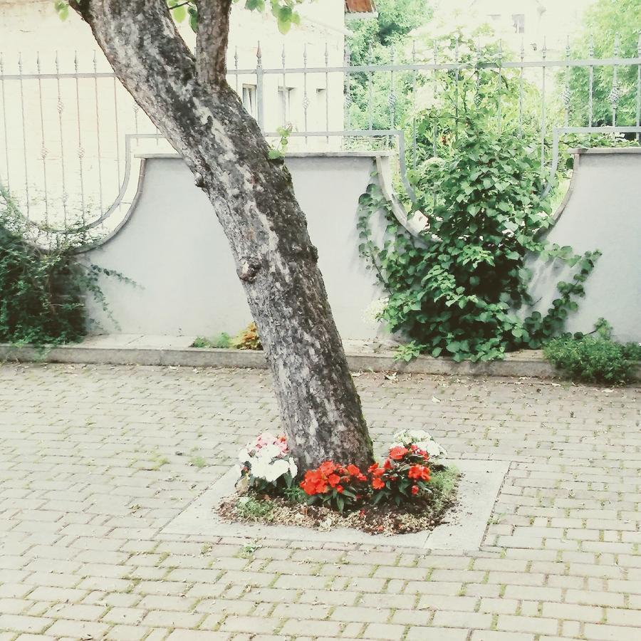 Prenocisca Angelin Hram, Tiny Apartments Markovec Exterior foto